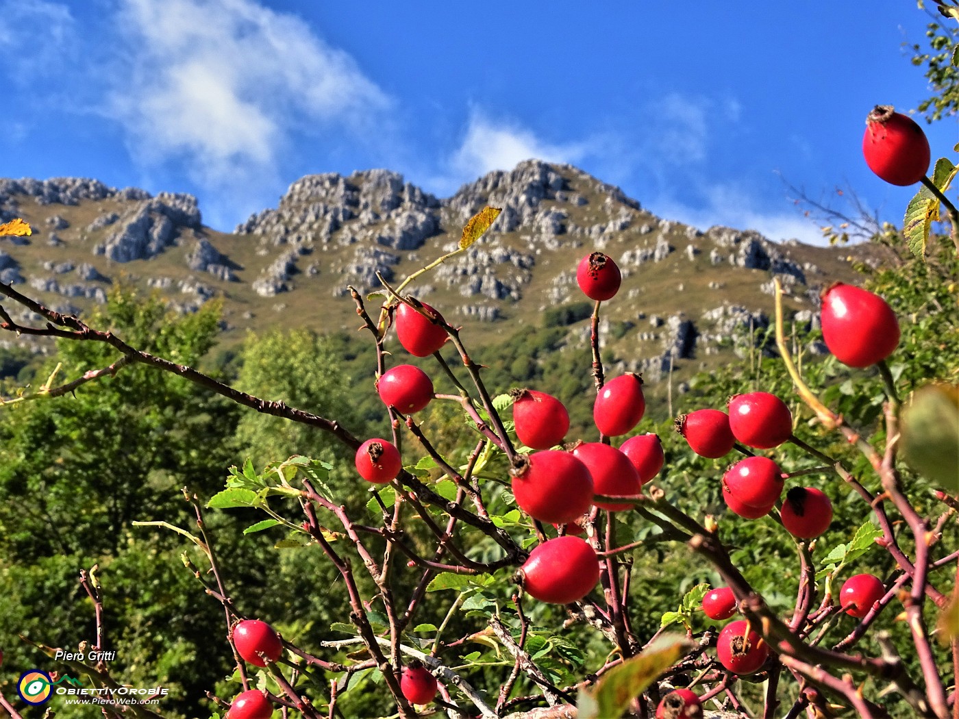 21 E noi siamo in rosso splendente (frutti rossi di Rosa canina) con vista in Resegone.JPG